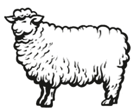 Pecorino
